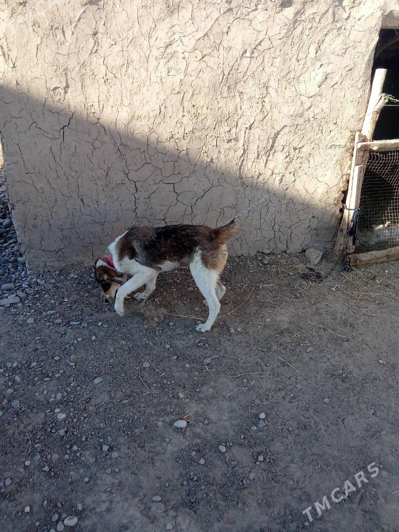 goňurja - Тагтабазар - img 7