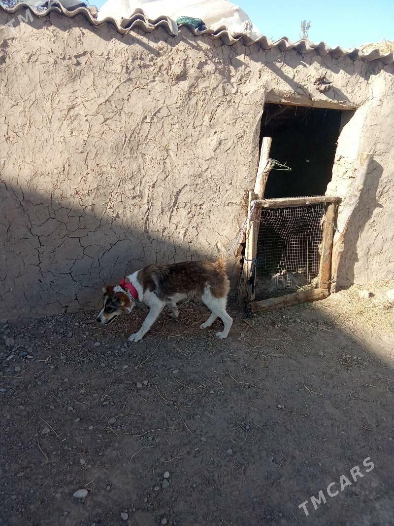 goňurja - Тагтабазар - img 6