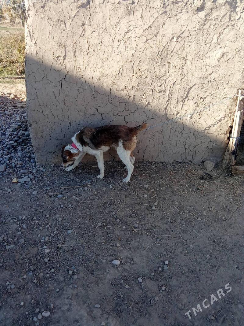 goňurja - Тагтабазар - img 3