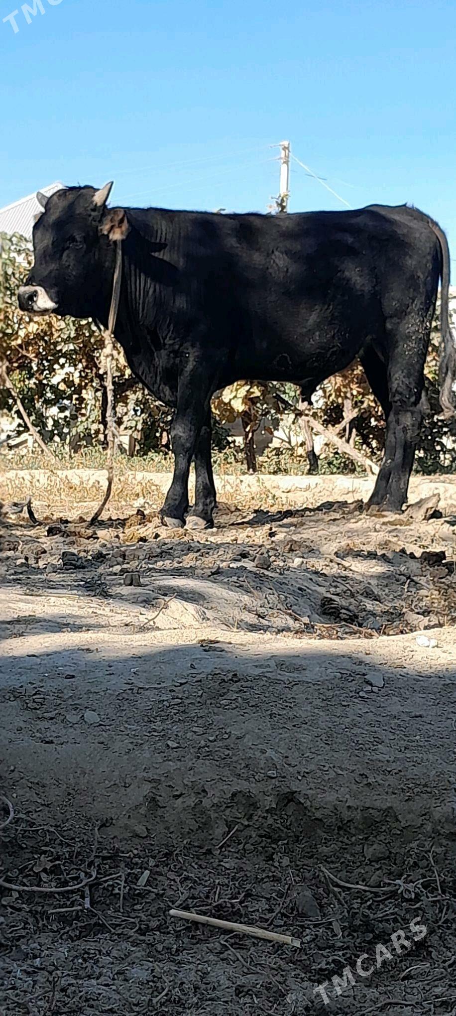 Gyssagly okiz - Бахарден - img 4