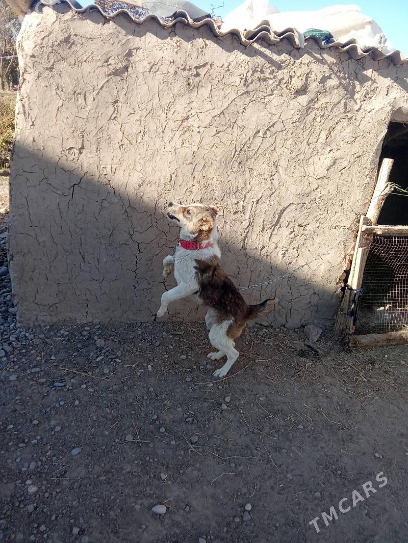 goňurja - Тагтабазар - img 5