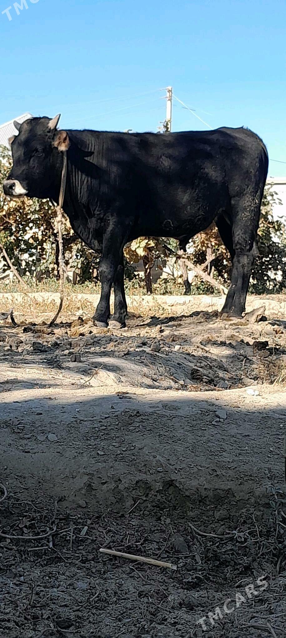 Gyssagly okiz - Бахарден - img 3