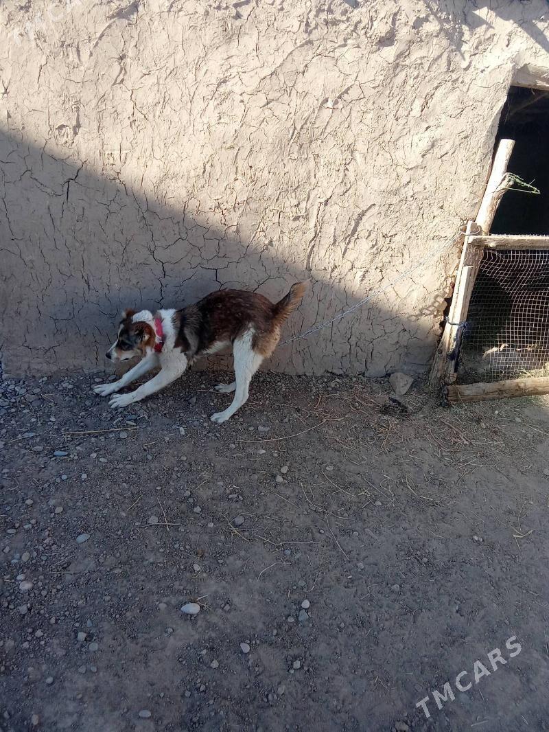 goňurja - Тагтабазар - img 2