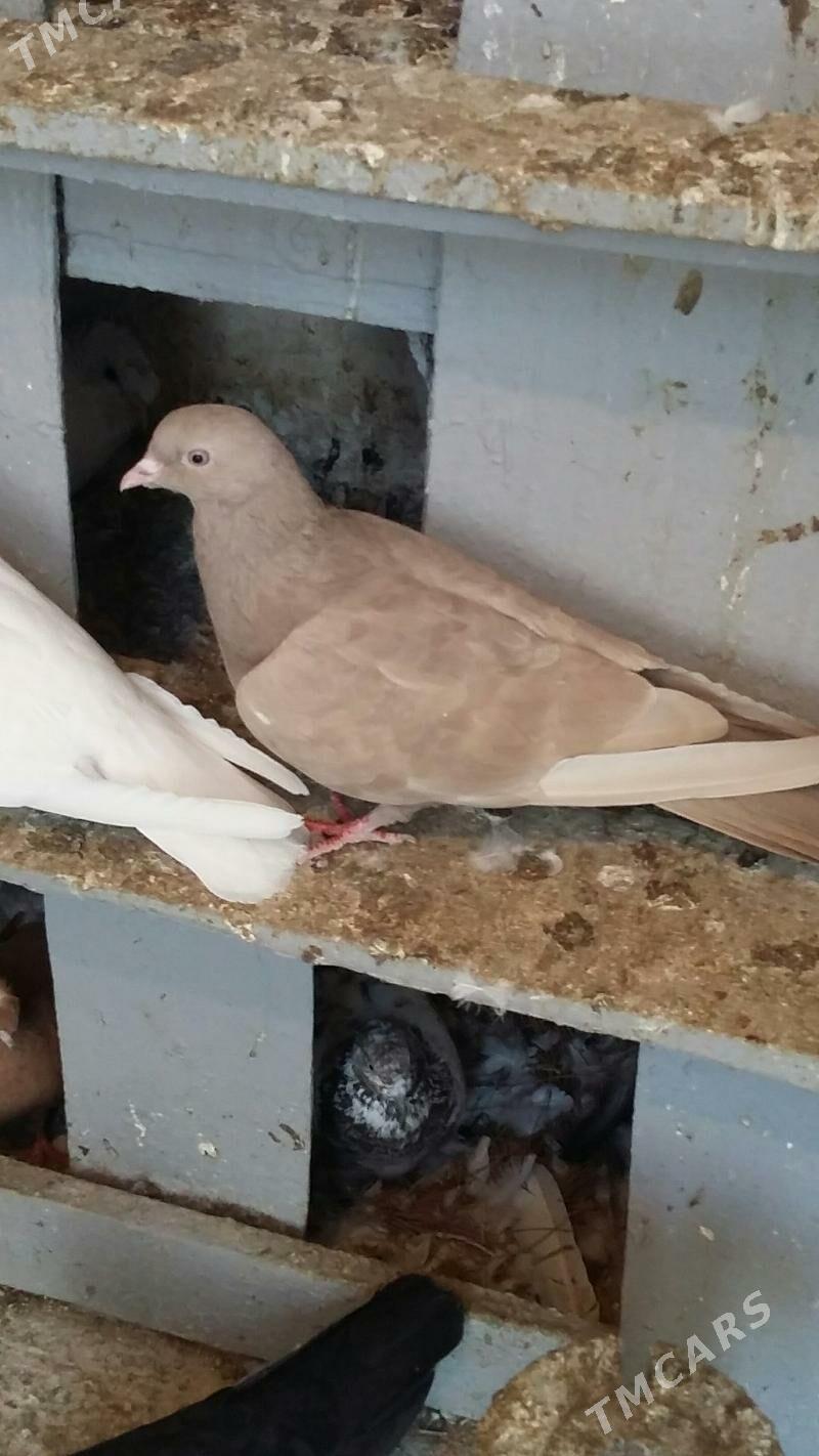 kepderi - Aşgabat - img 1