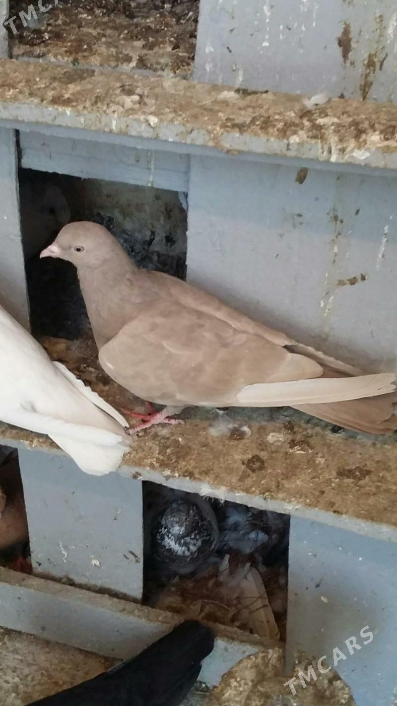 kepderi - Aşgabat - img 2