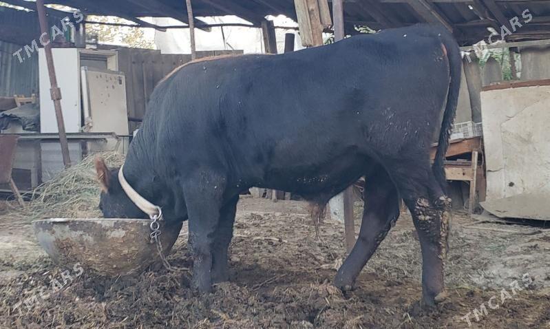 okuz - Gökdepe - img 3