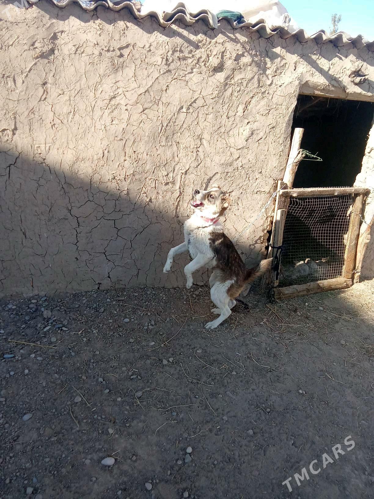 goňurja - Тагтабазар - img 4