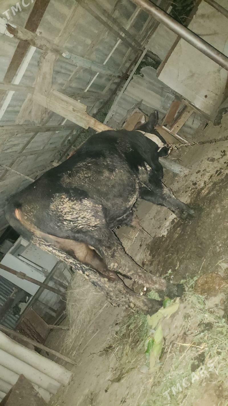 okuz - Gökdepe - img 2