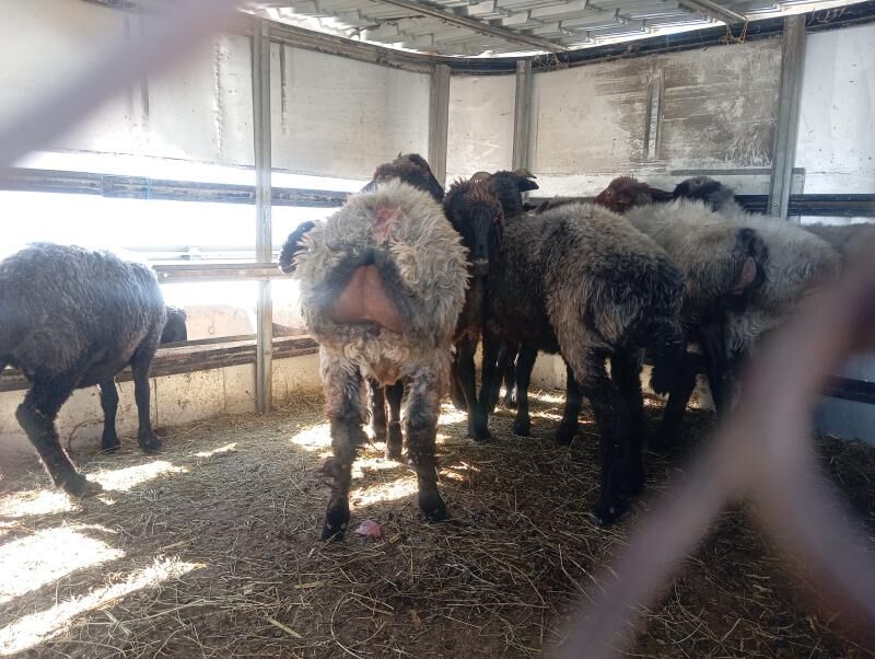 goyun tokly - Aşgabat - img 7