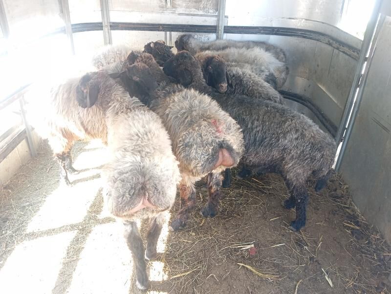 goyun tokly - Aşgabat - img 5