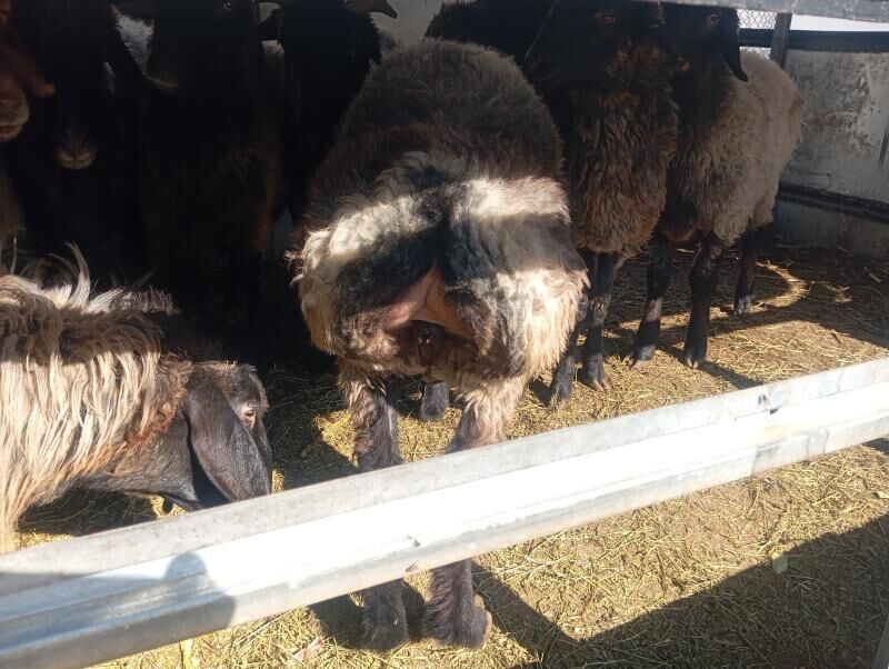 goyun tokly - Aşgabat - img 6