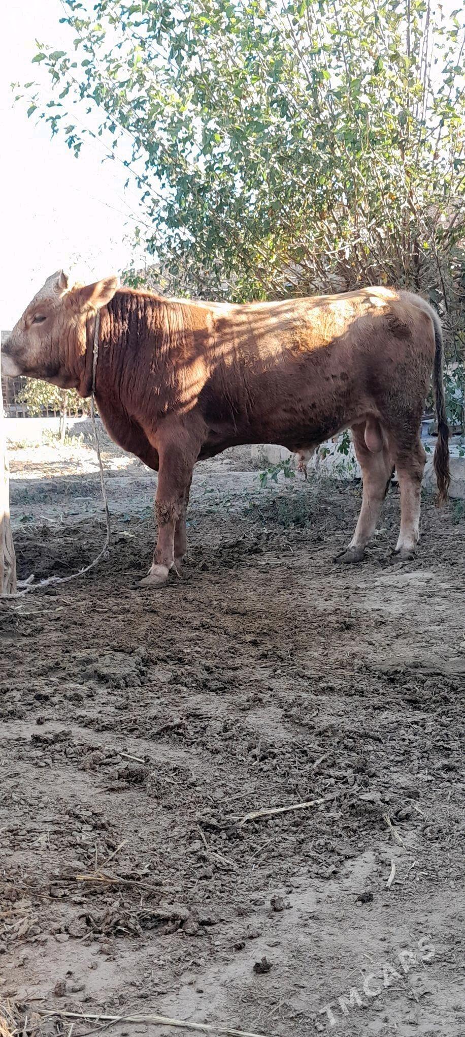 Okiz - Бахарден - img 1