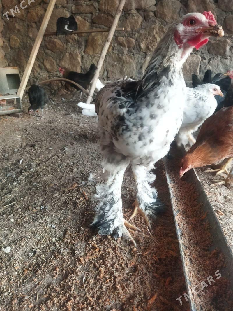 tawuk - Balkanabat - img 5