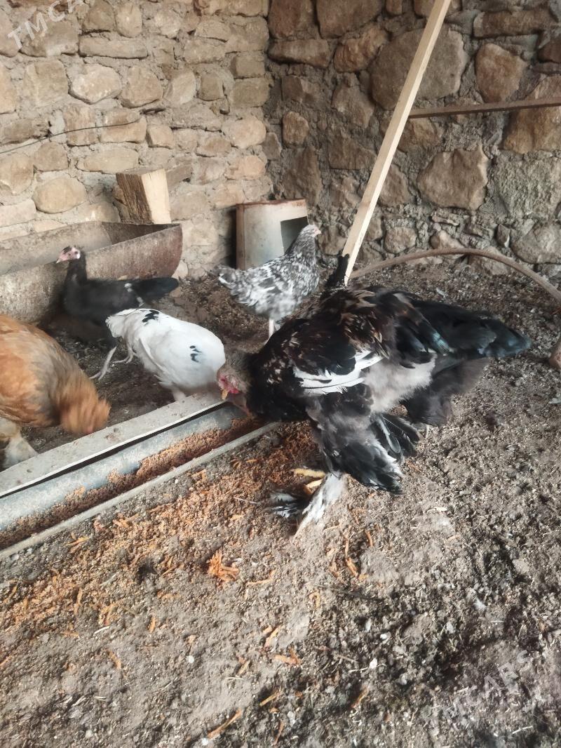 tawuk - Balkanabat - img 8