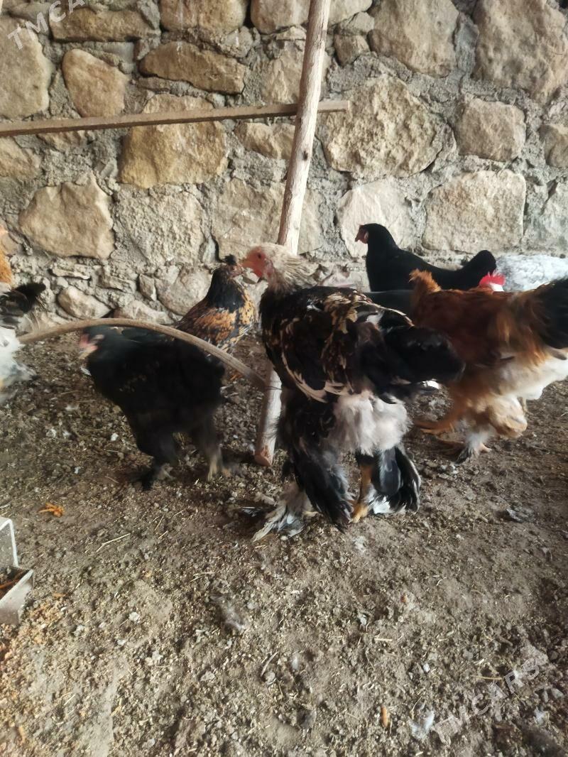 tawuk - Balkanabat - img 2