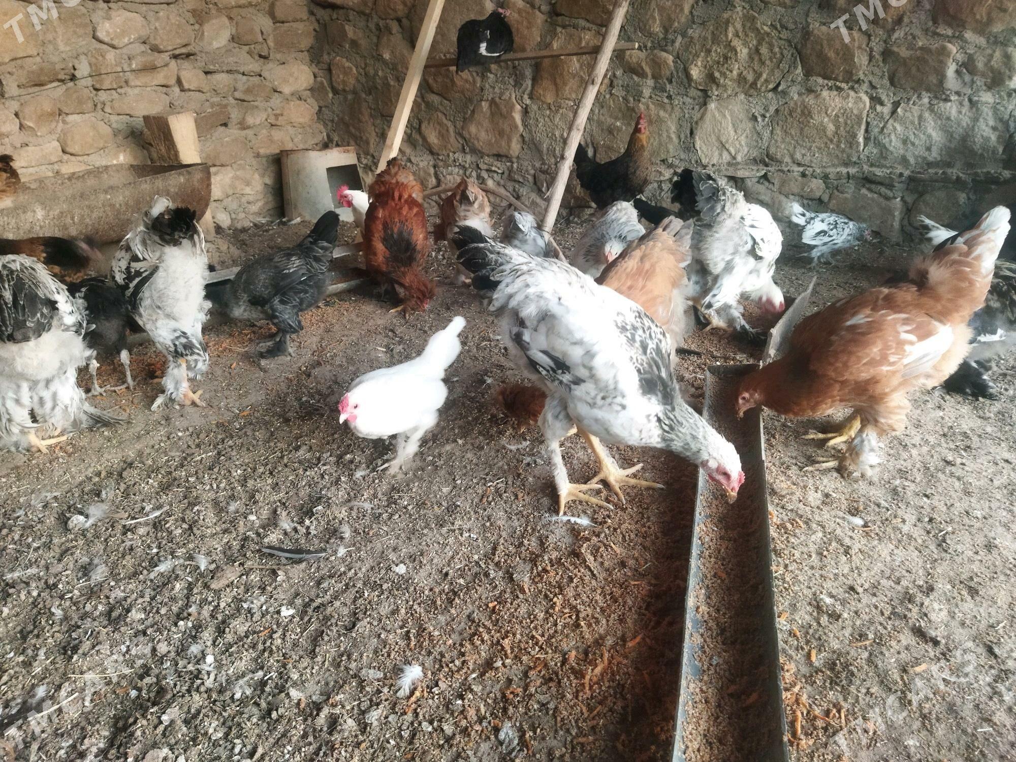 tawuk - Balkanabat - img 6