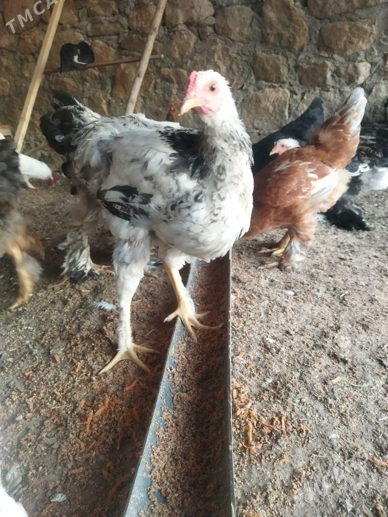 tawuk - Balkanabat - img 3