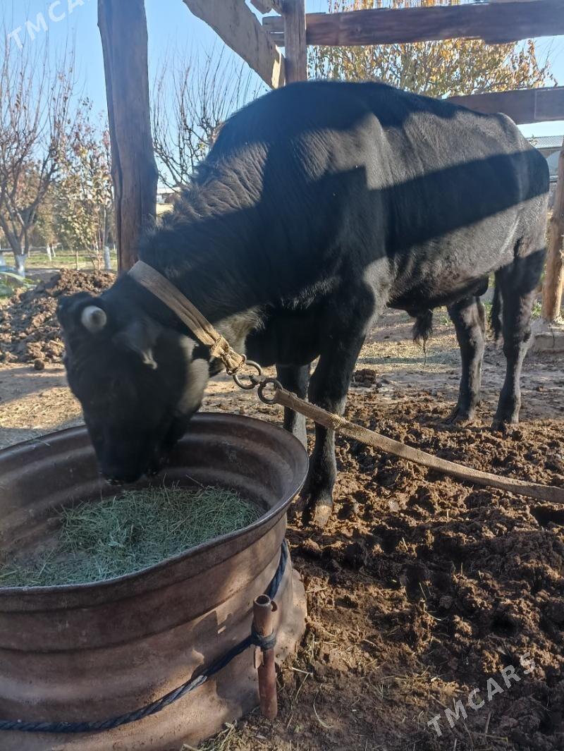 ökuz окуз şwes - Mary - img 3