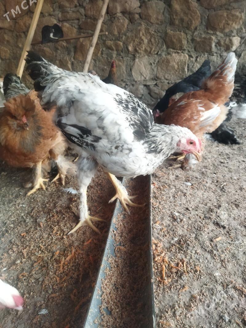 tawuk - Balkanabat - img 4