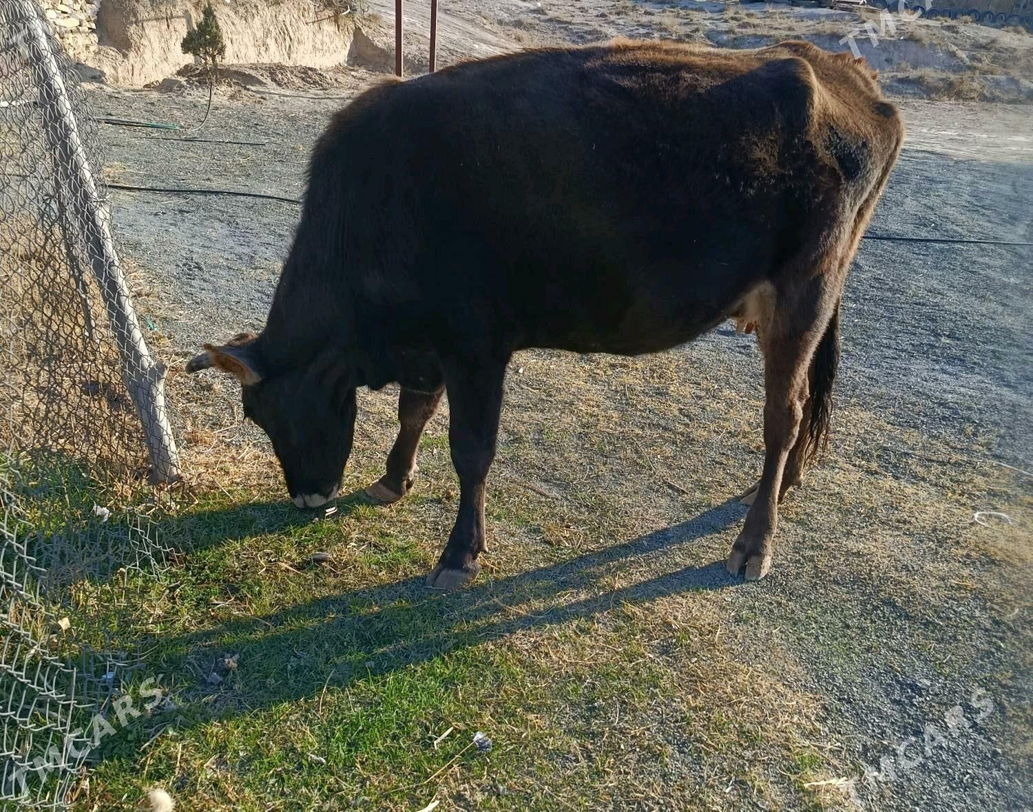 gysyr sygyr - Bäherden - img 4