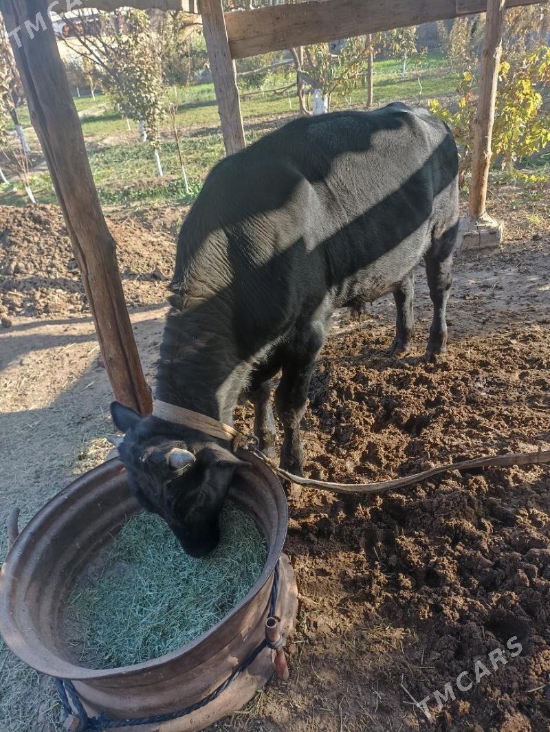 ökuz окуз şwes - Mary - img 2