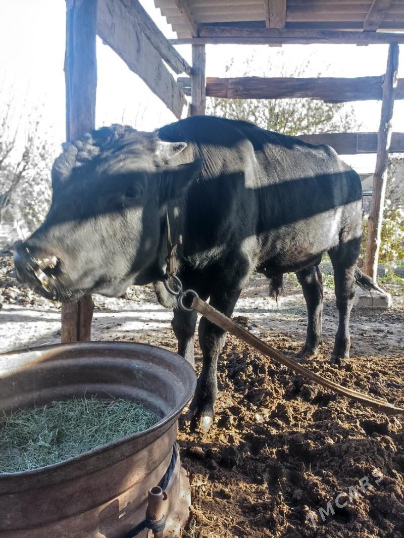 ökuz окуз şwes - Mary - img 5