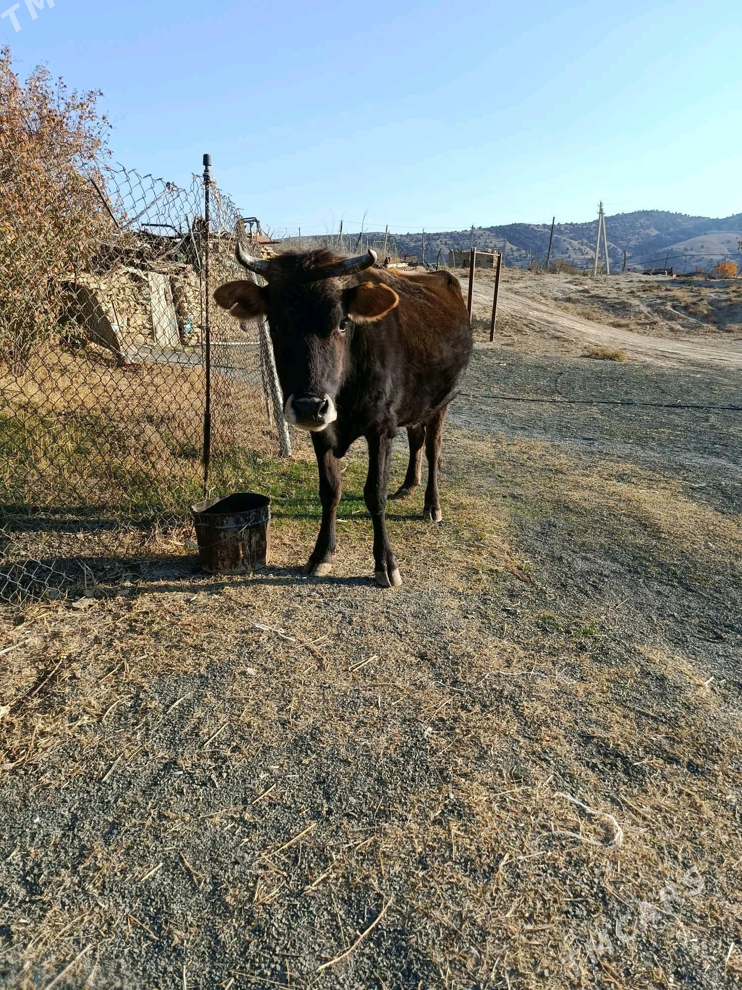 gysyr sygyr - Bäherden - img 5