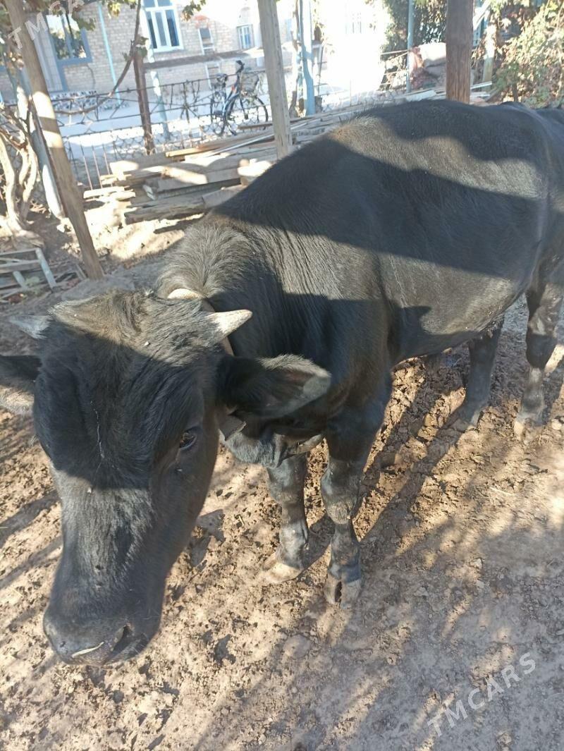 ökuz окуз şwes - Mary - img 4