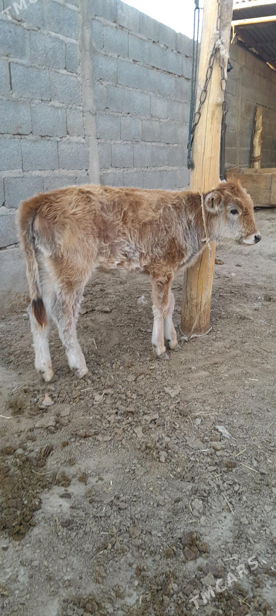 şwes tuwe - Bäherden - img 2