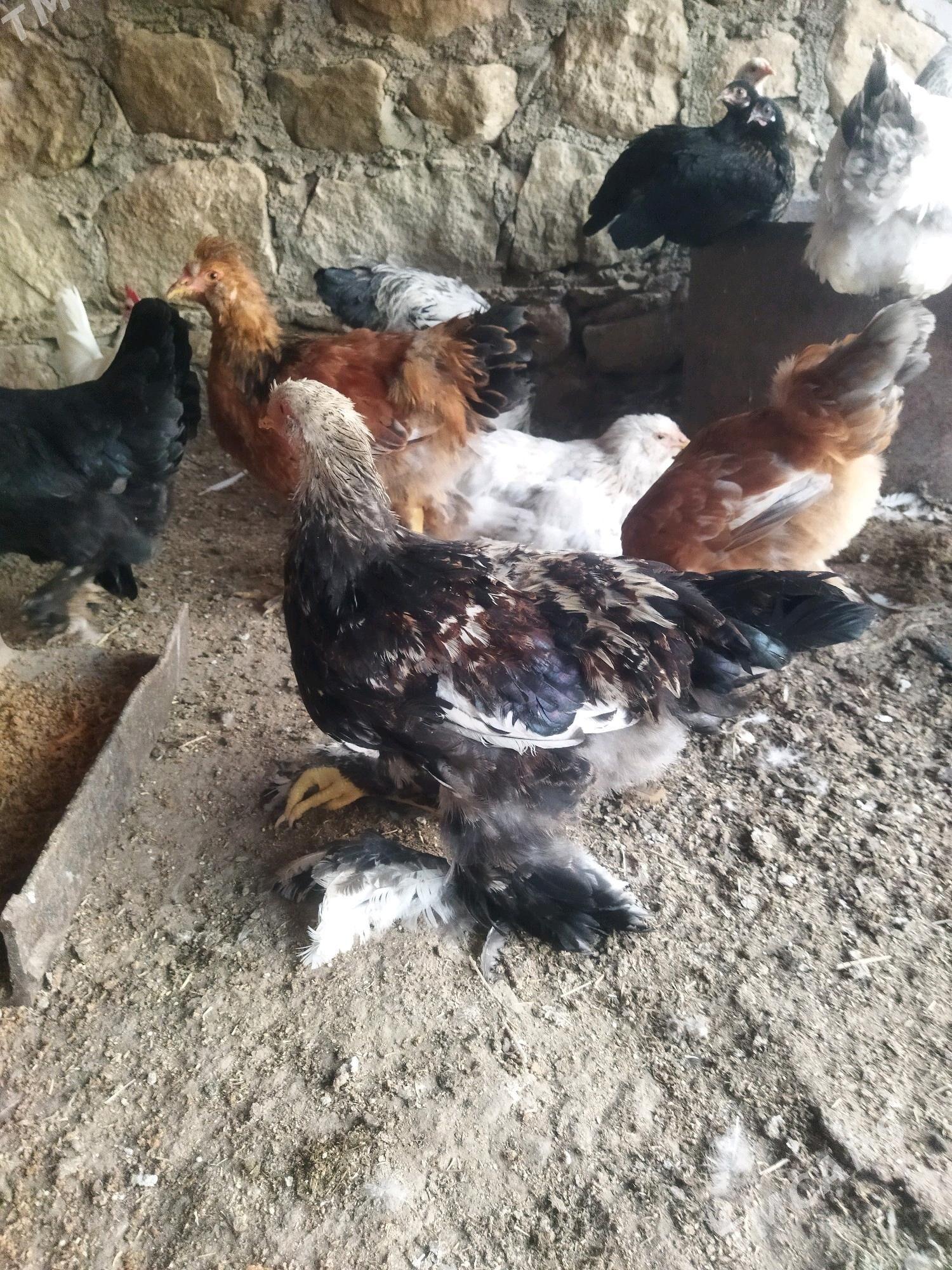 tawuk - Balkanabat - img 7