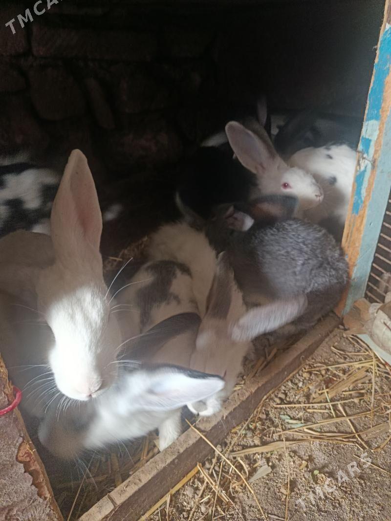 welikan towsan - Туркменбаши - img 2