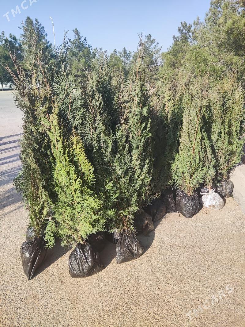 Yolka Tuya Ёлка - Aşgabat - img 1