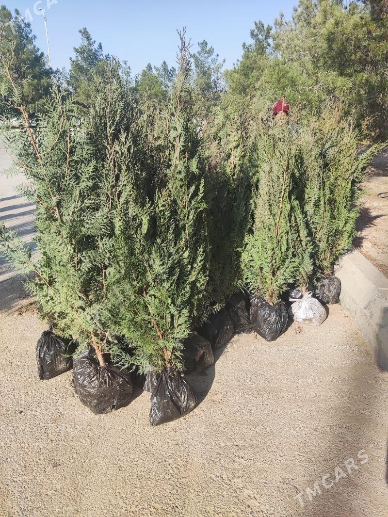 Yolka Tuya Ёлка - Aşgabat - img 3