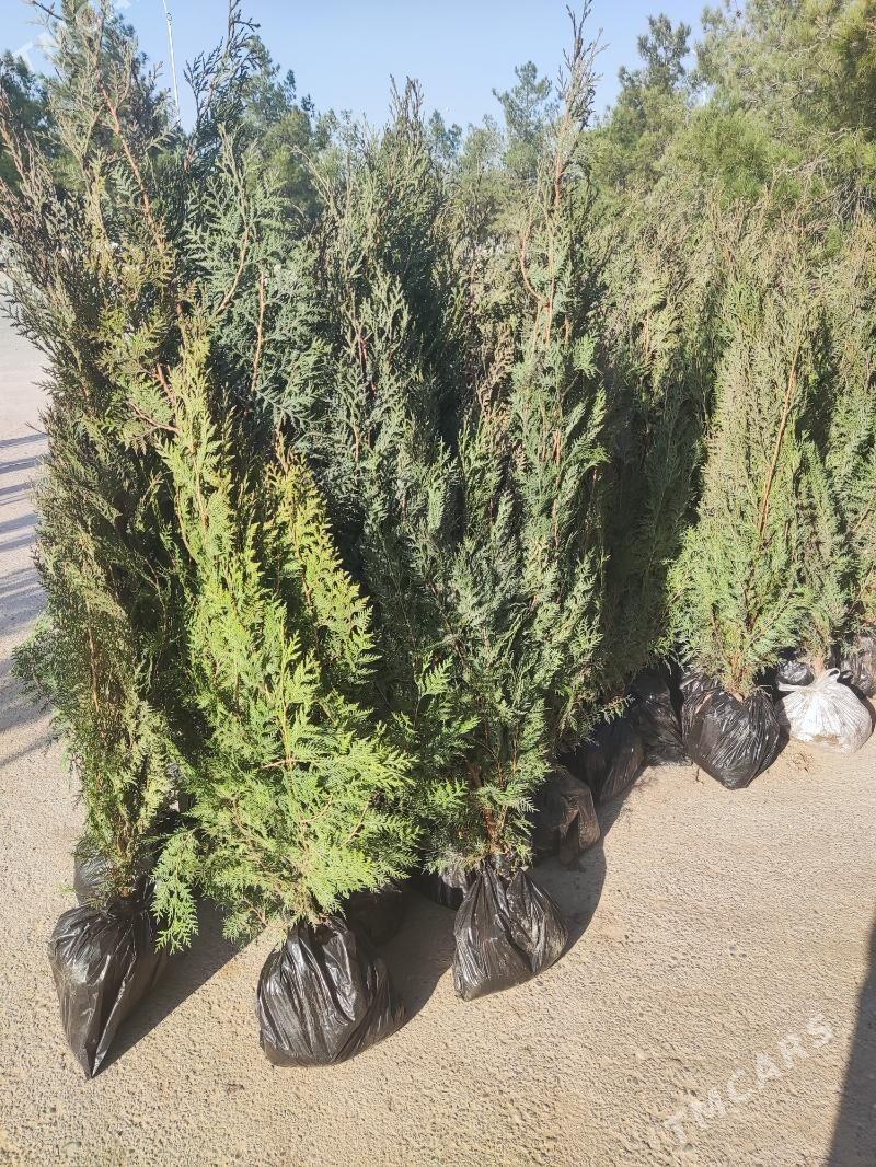 Yolka Tuya Ёлка - Aşgabat - img 2