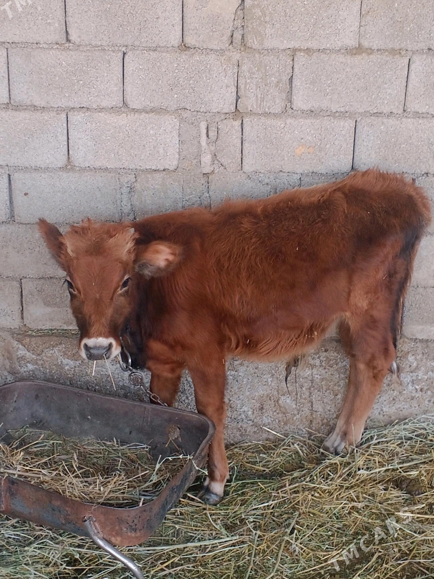 Öküz sekiz aý - Gökdepe - img 2