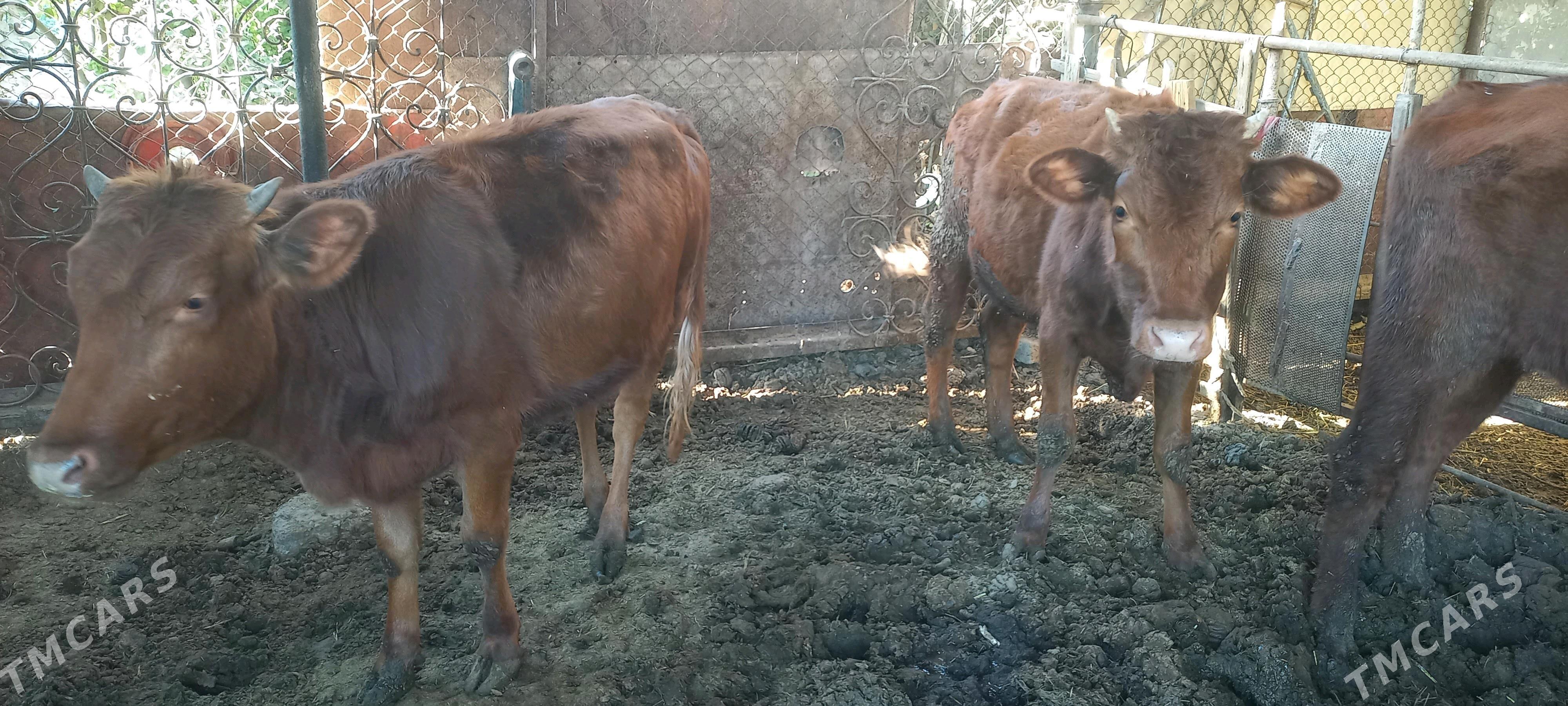 baky gulajyn - Mary - img 2