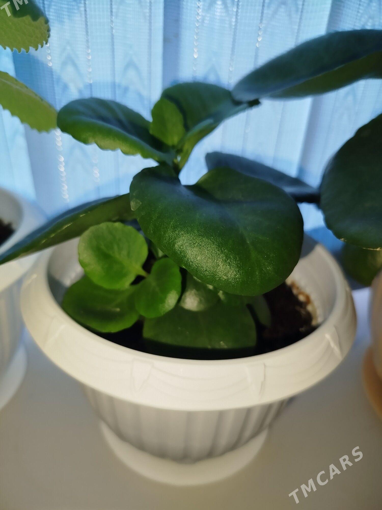 güller - Туркменбаши - img 4