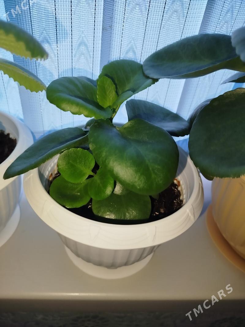 güller - Туркменбаши - img 3