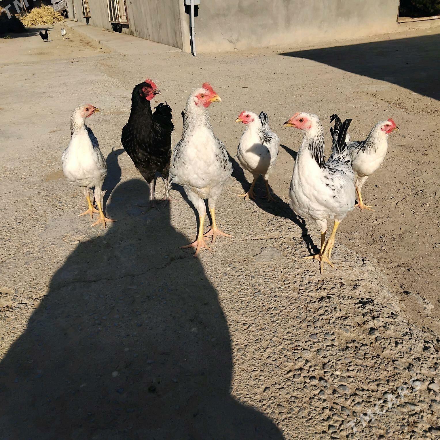 птицы - Бузмеин - img 2