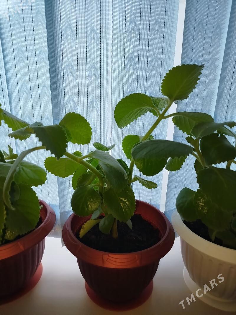 güller - Туркменбаши - img 2