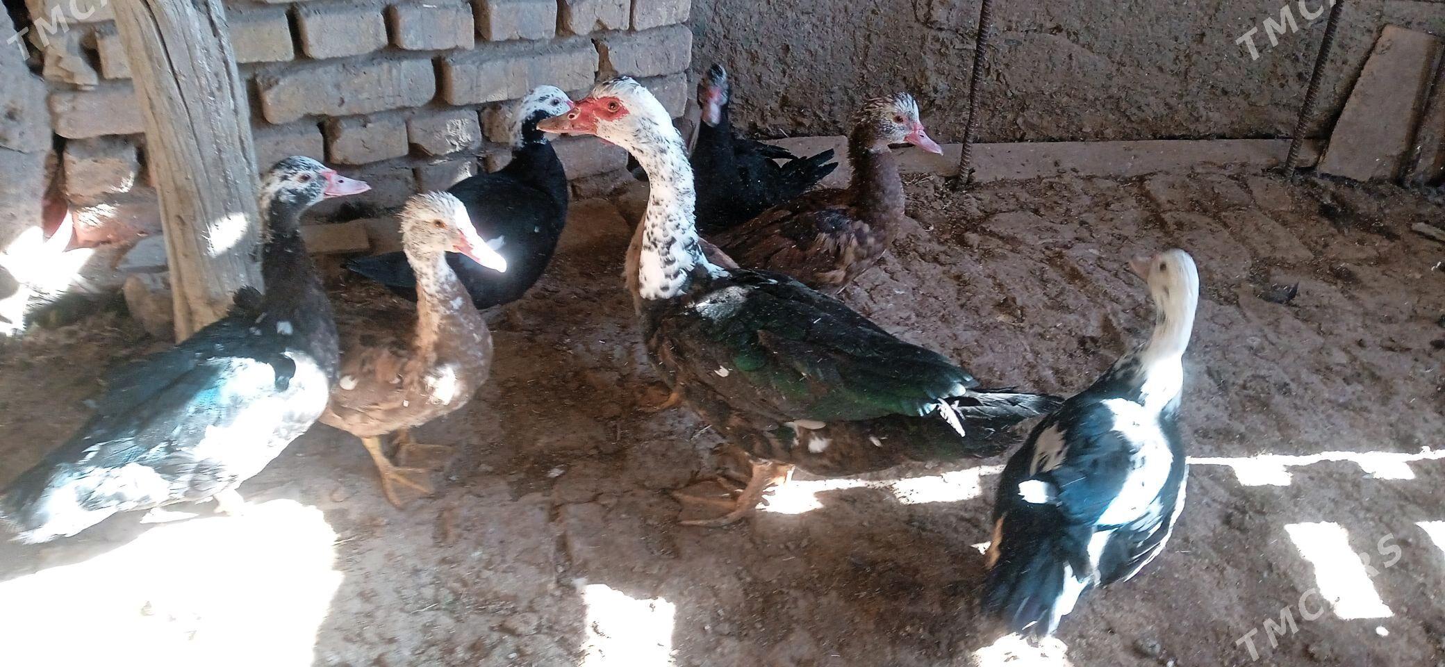 indushka - Görogly (Tagta) - img 2