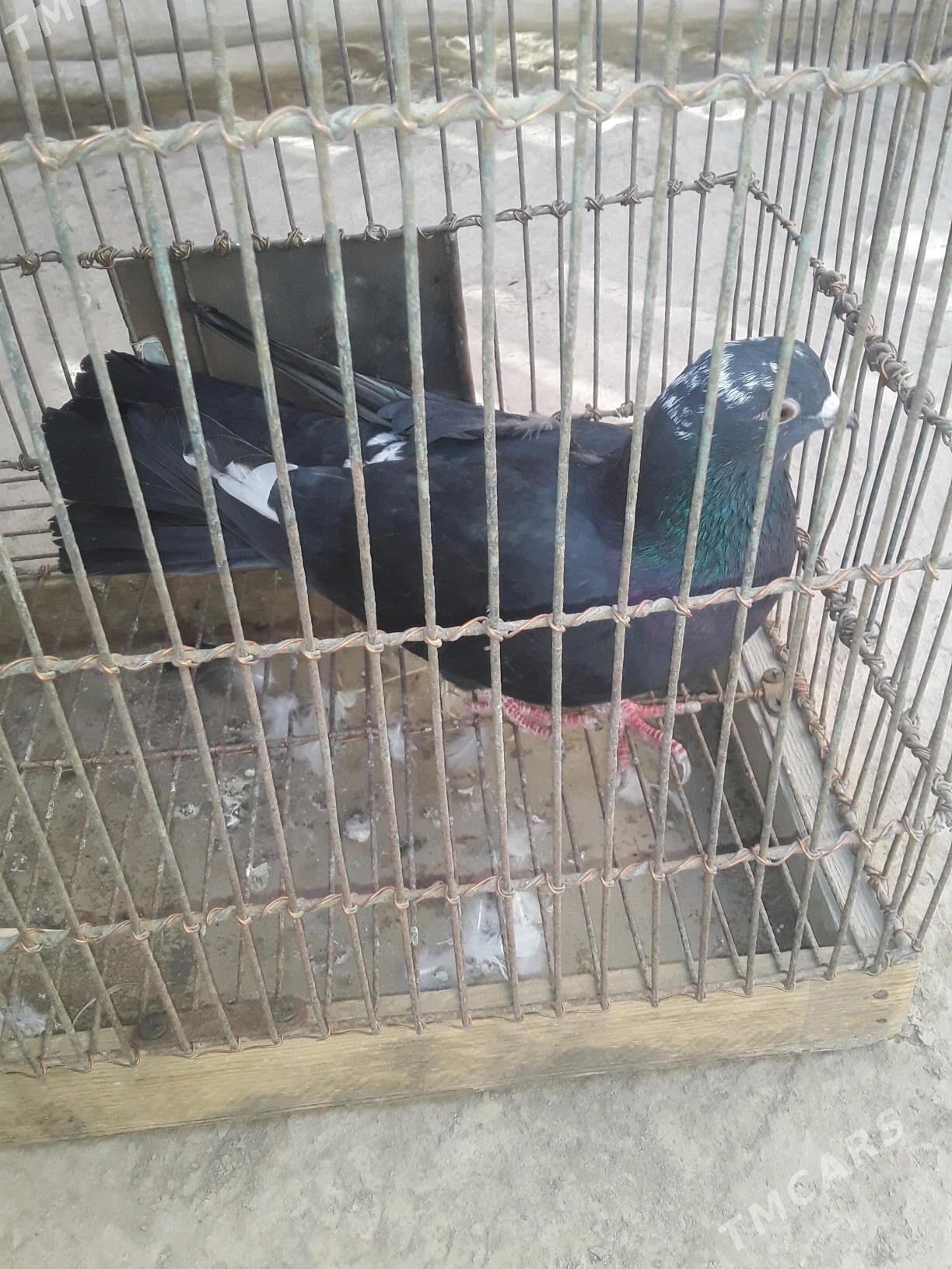 kepderi - Şabat etr. - img 2