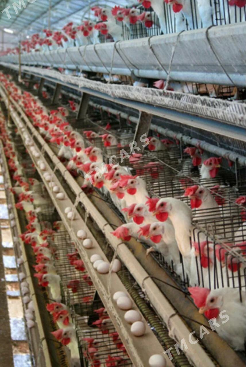 99 Gekdar Towuk ferma - Ak bugdaý etraby - img 3