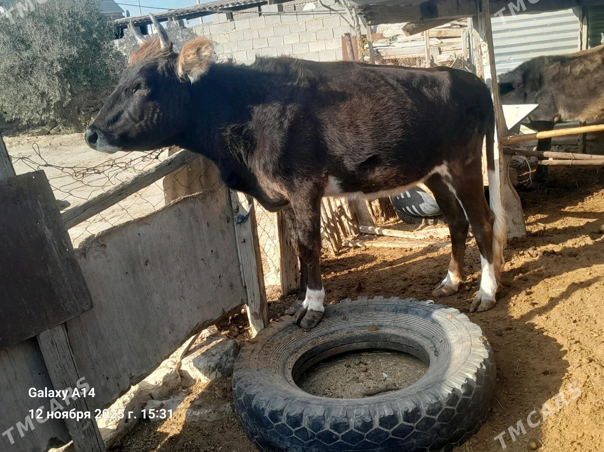 Sygyr - Etrek - img 2