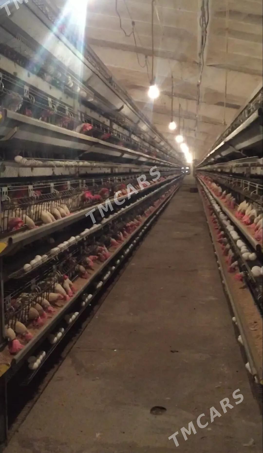 99 Gekdar Towuk ferma - Ak bugdaý etraby - img 1