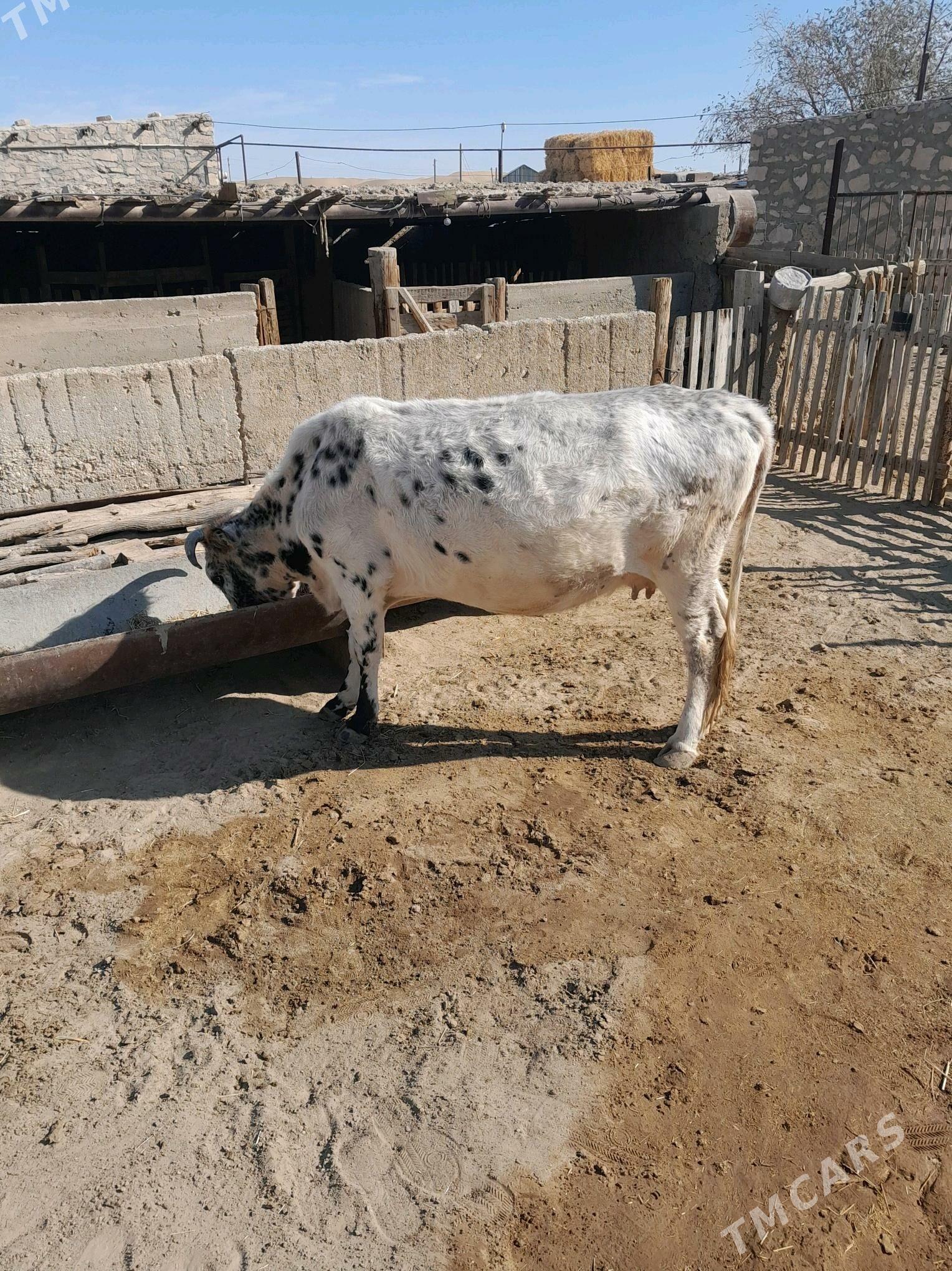 Sygyr. - Balkanabat - img 2