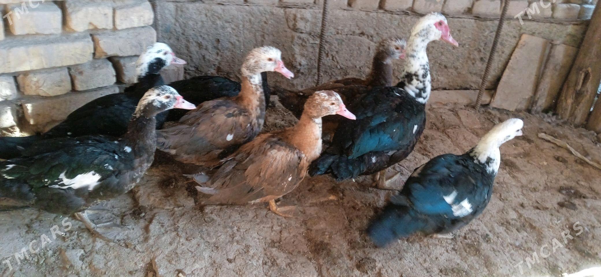 indushka - Görogly (Tagta) - img 3