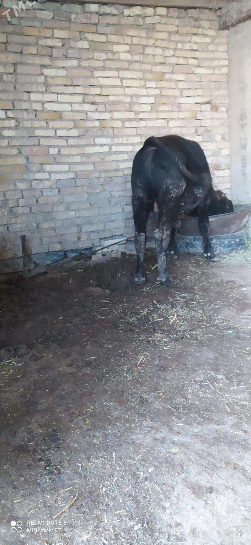 öküz - Baýramaly - img 2