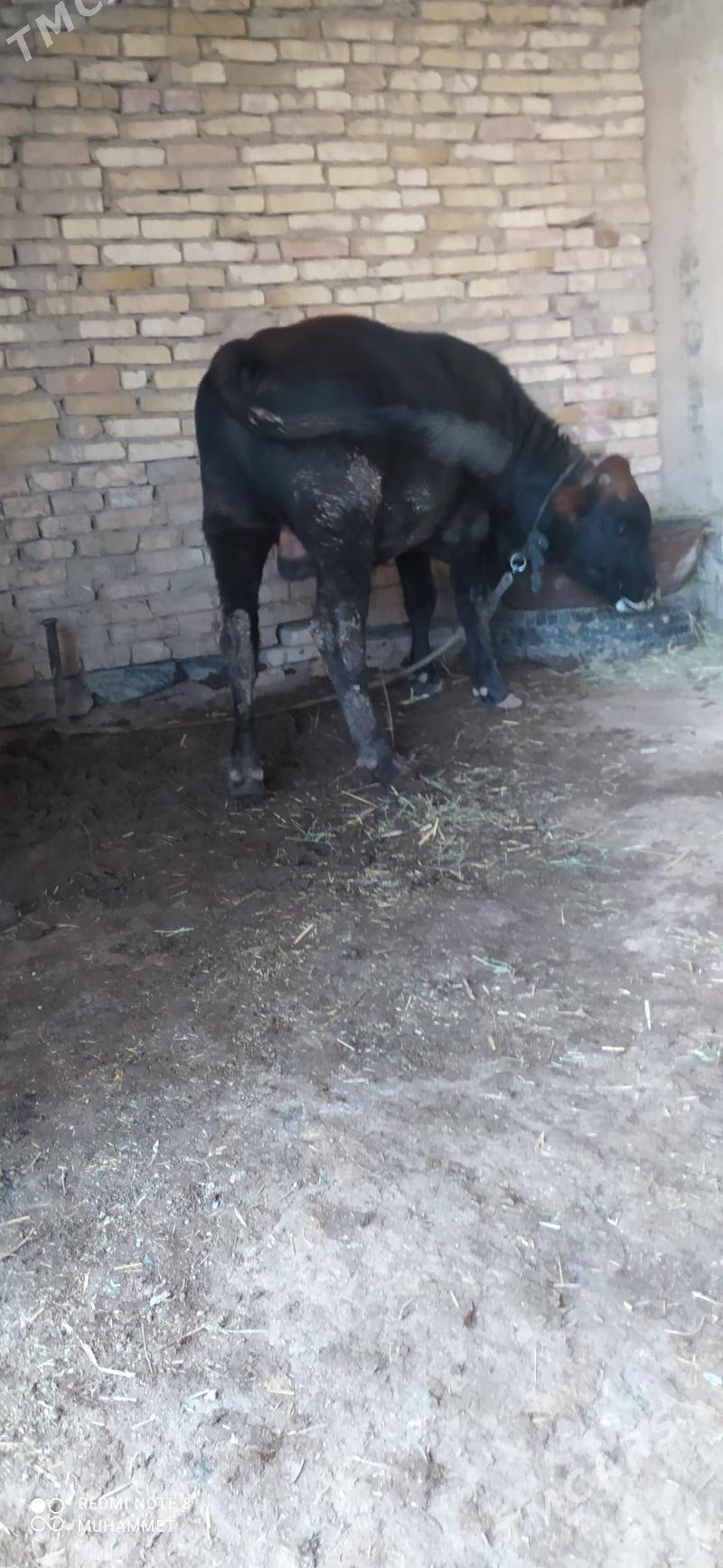 öküz - Baýramaly - img 3