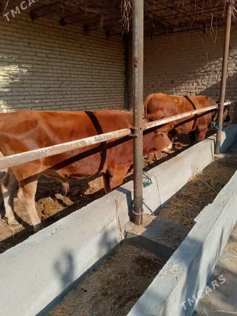 öküz - Çärjew - img 5